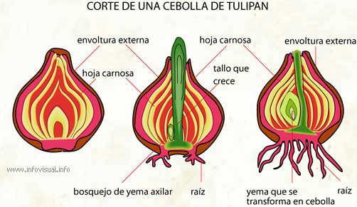 Cebolla de tulipan (Diccionario visual)